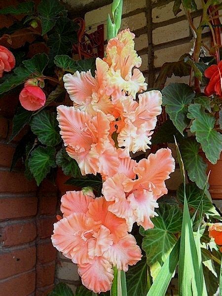 Гладиолус Эдита Пьеха | Plants, Garden, Album