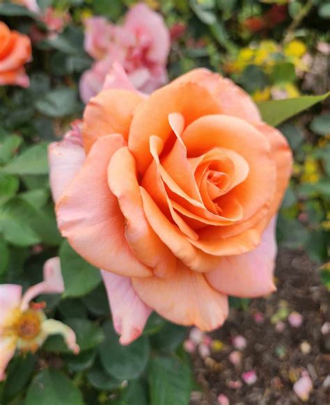 Rose 'Warm Wishes' Bush Form - Hello Hello Plants