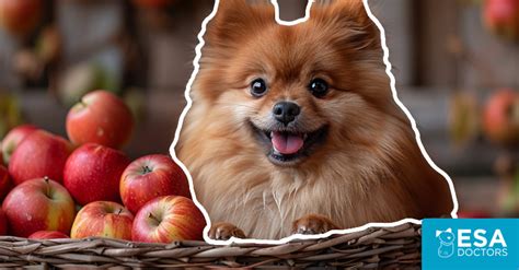 Yes, Dogs Can Eat Apples & Apple Skins, But No Cores