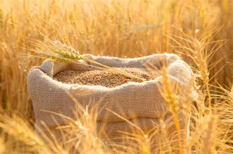 Lokwan To Sihore: Popular Varieties Of Wheat Found In India