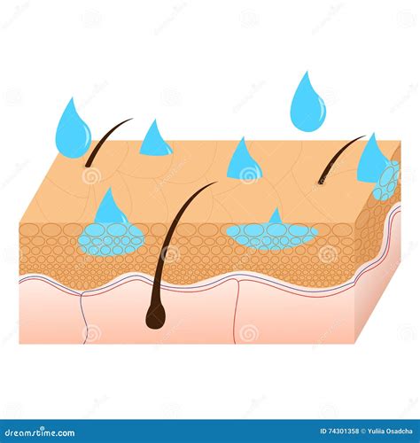 Skin Hydration Sectional View. Stock Vector - Illustration of oily