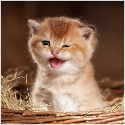 gifs animaux chats 1