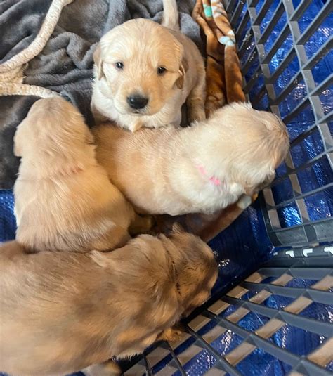 Golden Retriever Puppies For Sale In Arkansas