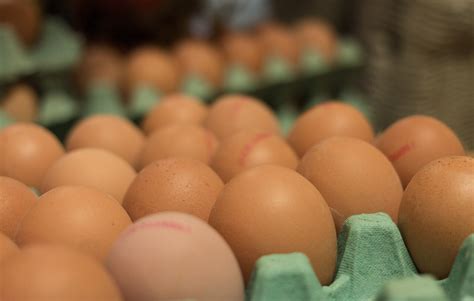 Tray of eggs - Photo #1051 - motosha | Free Stock Photos