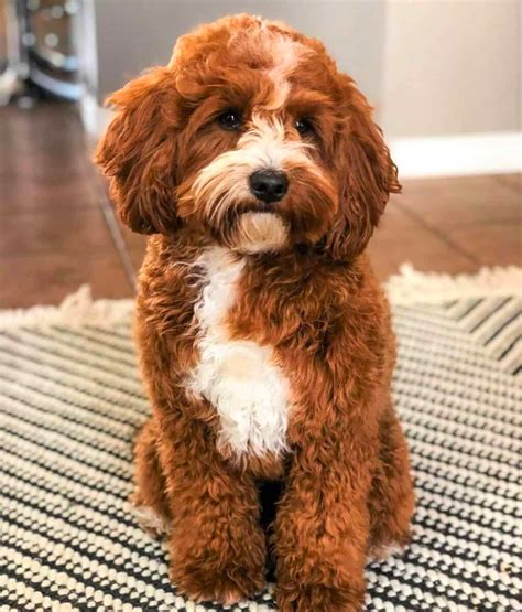 Red Goldendoodle: Rarity, Temperament, Health and Care