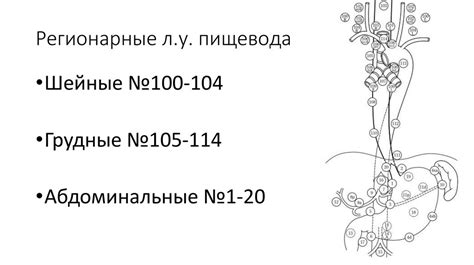 Лимфатическая система пищевода. Лимфодиссекция - презентация онлайн