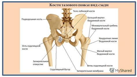 Презентация на тему: ""ТАЗОВЫЙ ПОЯС" ГАОУ СПО «Оренбургский областной ...