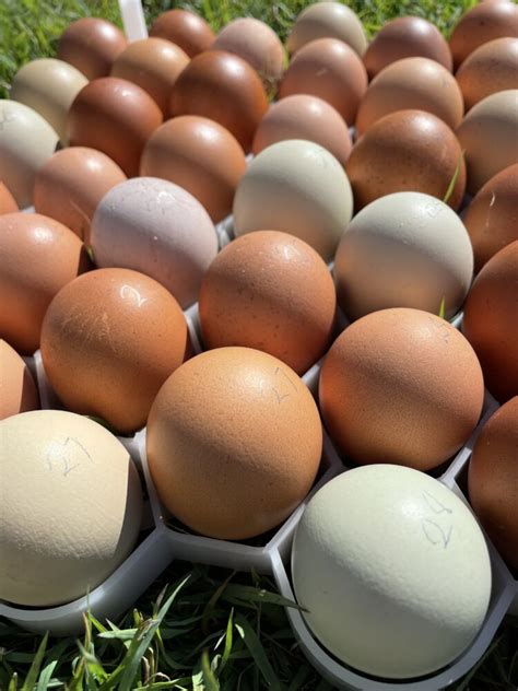 Olive Eggers Easter Eggers | EggSellent.com.au