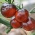 Томат Черничный десерт: описание сорта помидоров, характеристики ...
