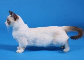 Самая маленькая кошка в мире