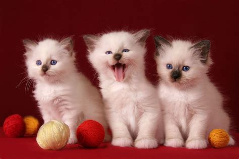 3 Симпатичные Kittens HD Обои для рабочего стола: широкоформатный ...