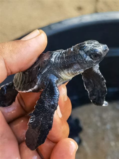 Turtle Conservation Bali - The Travellist