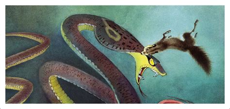 Rikki-Tikki-Tavi - Book Graphics
