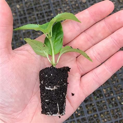 Fuchsia 'Maori Maid' X5 – Growtanical