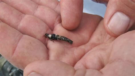 The Caddisfly - YouTube