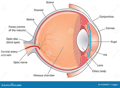cross section   eye stock vector illustration  medical