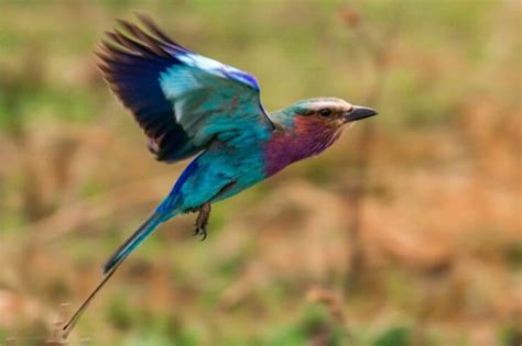 The Most Colorful Birds and the Science Behind Plumage Coloration