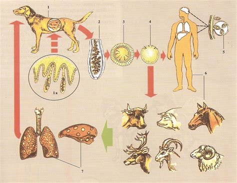 Эхинококк Echinococcus