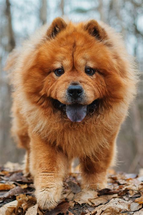 Chow Chow Pictures | Download Free Images on Unsplash