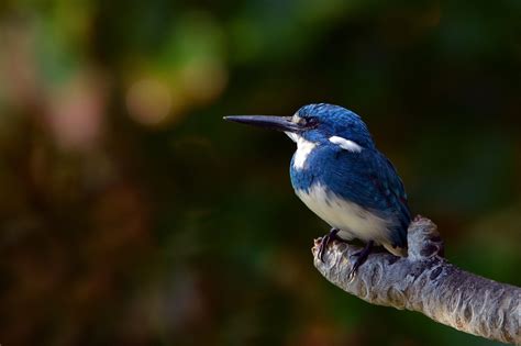 cerulean kingfisher (Alcedo coerulescens) Weiss Blauer Eisvogel aus ...