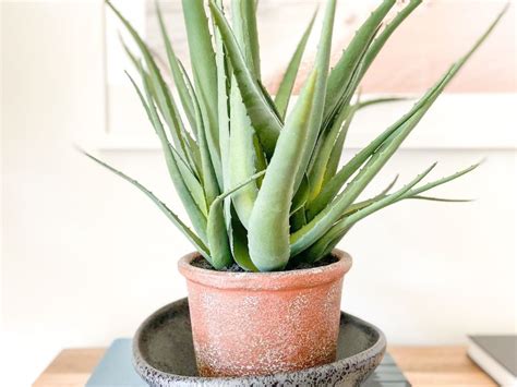 Donde poner la sábila en casa según el Feng Shui