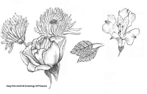 Pen And Ink Flower Drawings at PaintingValley.com | Explore collection ...