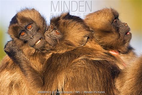 Gelada Baboon stock photo - Minden Pictures