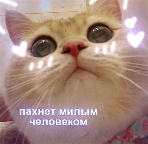 Милые Картинки С Котиками Мемы Лучшая Фото Подборка