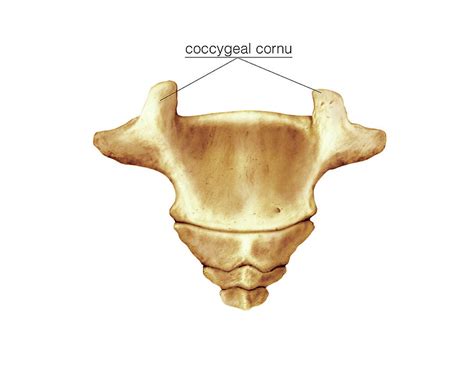 Coccyx Photograph by Asklepios Medical Atlas - Pixels