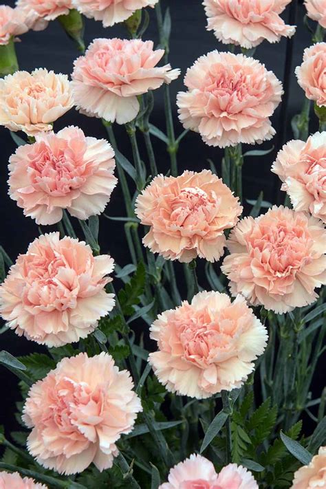 carnation plant