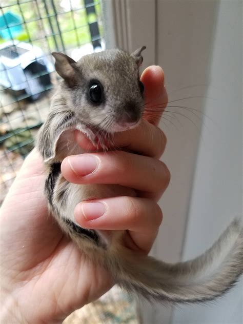 Flying squirrel pet – Artofit