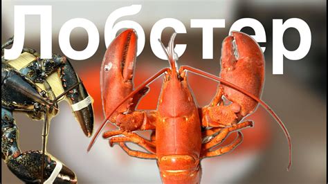 Как варить лобстера ? Живой омар ! Сколько чистого мяса в одном ...