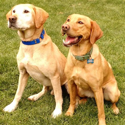 FourPaw Labradors -- AKC Registered Fox Red and Yellow Labrador