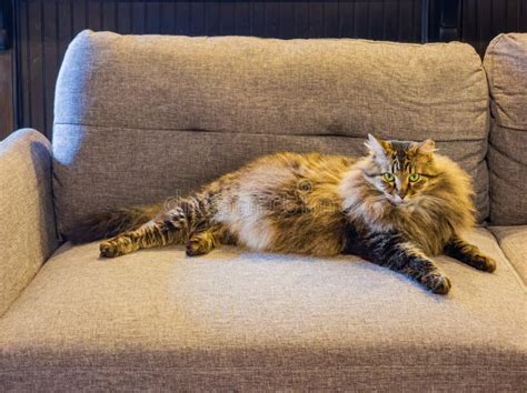 close  shot   maine coon mix sitting   sofa stock photo image