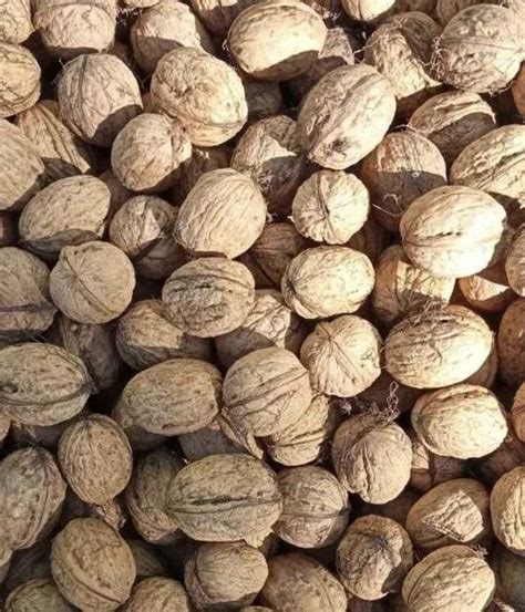 Горіхи волоські (грецькі): 10 грн. - Продукти харчування / напої Буськ ...