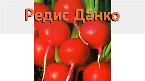 Редис обыкновенный Данко (danko) 🌿 обыкновенный редис Данко обзор: как ...