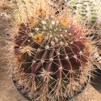 Acanthocalycium klimpelianum #3 - Mesa Garden