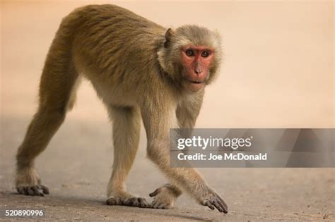 Rhesus Macaque High-Res Stock Photo - Getty Images