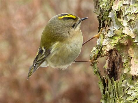 Einheimischer Vogel Mit Rotem Kopf 7