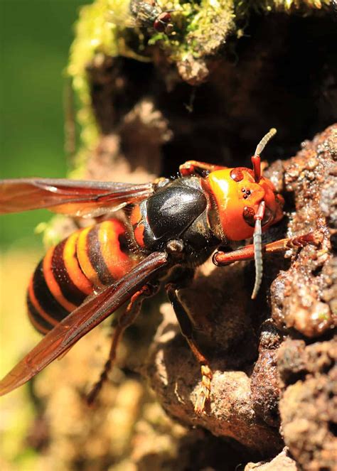 50 Japanese Giant Hornet Facts (Complete Guide) Plus Photos, Videos