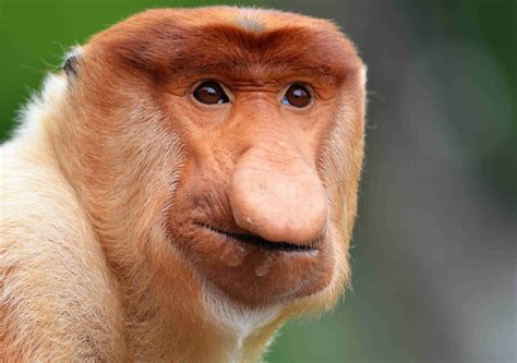 species spotlight proboscis monkey   edge