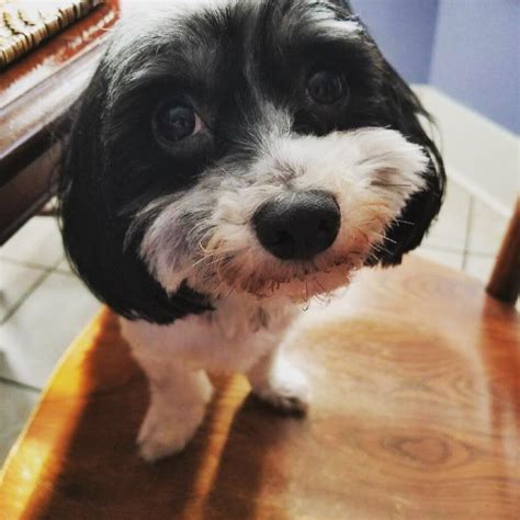 18 best r/coton images on Pholder | New Pawrent looking for advice