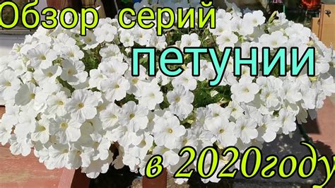 Обзор серий петунии из семян, которую я выращивала в 2020году. - YouTube