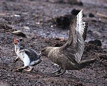 Gentoo penguin - Wikipedia