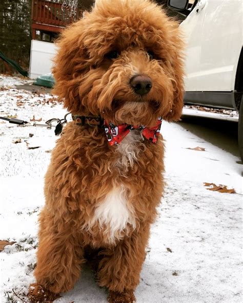 Red Mini Goldendoodle, Christmas Goldendoodle | Mini goldendoodle, Goldendoodle, Puppies