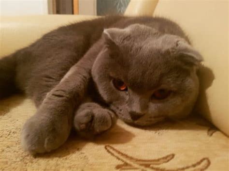 All about Scottish Fold Positions - Scottish Fold Cats and Kittens ...