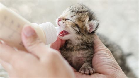 kitten formula   kitten formulas  nutrition    weeks