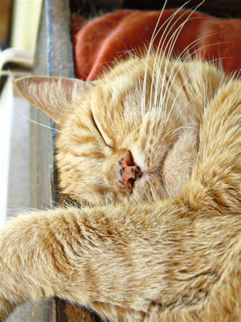 cat nap 2 | Watercolor cat, Cat nap, Cats