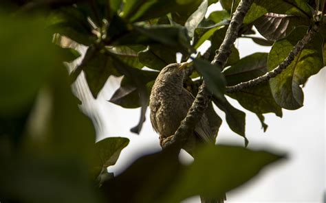 bird nature animal leaves wallpapers hd desktop  mobile backgrounds