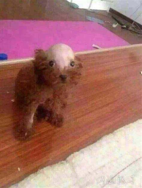 bald poodle | Funny animal photos, Silly dogs, Goofy dog